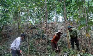 Mới chỉ có 1 công ty lâm nghiệp phía Bắc cổ phần hóa