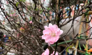 Đào quất chen nhau xuống phố đón xuân