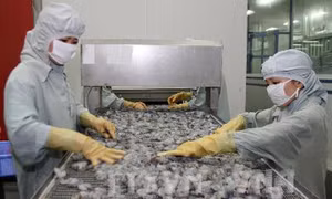 Hàn Quốc là thị trường tiềm năng cho xuất khẩu tôm Việt