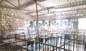 Không hoang mang với dịch tả lợn châu Phi