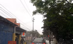 Chủ tịch UBND các tỉnh, thành phố phải chịu trách nhiệm trước Thủ tướng nếu để dịch tả lợn châu Phi lây lan