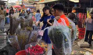 Giá hoa không tăng nhiều, người mua xúm xít chọn layơn, violet