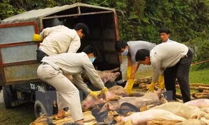Kon Tum có 3 địa phương bị dịch lở mồm long móng