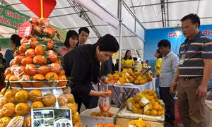 Cam quýt Bắc Kạn sắp 'đổ bộ' về tại Hà Nội