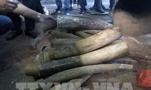 Kháng nghị việc áp dụng án treo trong vụ án mua bán 17 kg ngà voi