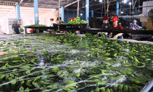 Doanh nghiệp trông đợi môi trường kinh doanh ít rủi ro và chi phí thấp