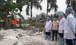 Dịch tả lợn châu Phi có dấu hiệu lây lan nhanh chóng ở phía Bắc