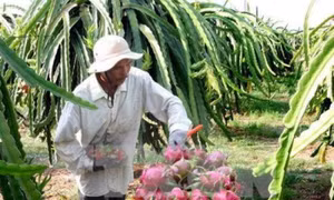 Thanh long rớt giá không phải do Trung Quốc ngừng mua hàng 