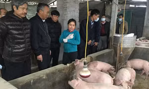 Xuất hiện nhiều ổ dịch lở mồm long móng tại Hà Nội là do người dân 'giấu dịch'
