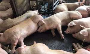 Cả nước có 6 ổ dịch lở mồm long móng đều thuộc huyện Ba Vì, Hà Nội