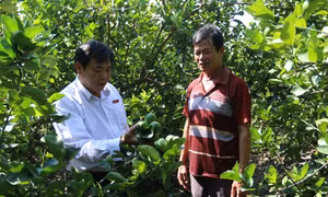 Agribank Đông Long An đồng hành giúp nông dân phát triển chanh không hạt