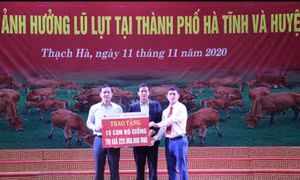 Agribank Hà Tĩnh II trao 35 con bò trị giá 525 triệu đồng cho bà con vùng lũ