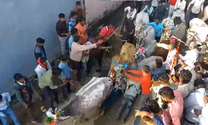 Kỳ lạ nghi lễ cho bò giẫm lên người để cầu may ở Ấn Độ