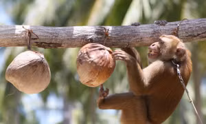 Công ty dừa Thái Lan bị tố bóc lột khỉ, bắt hái cả nghìn quả dừa mỗi ngày