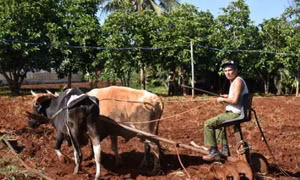 Chính phủ Cuba ưu tiên sản xuất lương thực