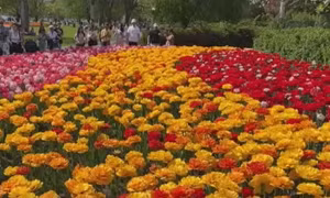 Rực rỡ lễ hội hoa tulip ở Ottawa, Canada