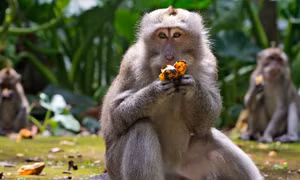 Không có du khách, bầy khỉ đói trên đảo Bali đột nhập vào nhà dân cướp thức ăn