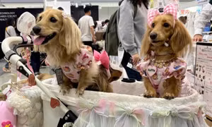 Thú cưng nhiều hơn trẻ em, ngành chăm sóc vật nuôi bùng nổ tại Nhật Bản
