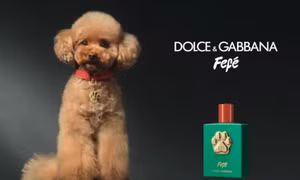 Dolce & Gabbana ra mắt nước hoa dành riêng cho chó