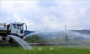 Nắng nóng hiếm gặp bao trùm châu Á, khoai tây 'chín nhừ' trong đất
