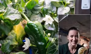 Phi hành gia làm bánh từ ớt trồng trên Trạm Vũ trụ Quốc tế