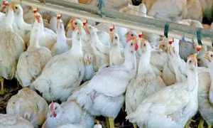 Trung Quốc ghi nhận ca mắc cúm gia cầm H5N6 ở người
