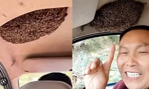 Hàng trăm con ong làm tổ trong ô tô, chủ xe vẫn lái đi làm hàng ngày