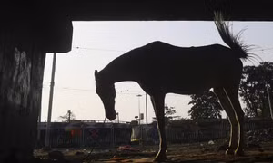 Hàng trăm người Ấn Độ vi phạm quy tắc phòng dịch để dự đám tang ‘ngựa thần’