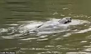 Sinh vật bí ẩn giống quái vật hồ Loch Ness bất ngờ xuất hiện trên sông Thames