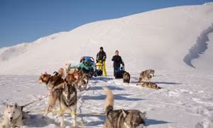 Cuộc đua quyết liệt của hàng trăm chú chó kéo xe trượt tuyết tại dãy Alps