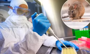 New York phát hiện nhiều con chuột nhiễm các chủng virus SARS-CoV-2 khác nhau