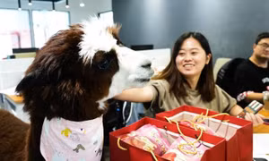 Công ty Trung Quốc thuê lạc đà đến văn phòng giúp nhân viên giải trí