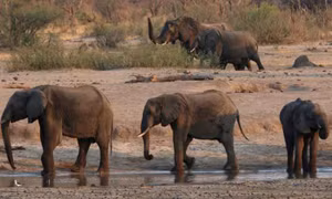 Zimbabwe điều tra cái chết bí ẩn của 11 con voi