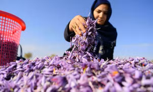 'Bà trùm Vàng đỏ’ Afghanistan đấu tranh cho phụ nữ dưới thời Taliban
