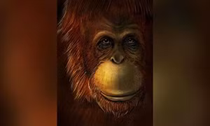 Hóa thạch tiết lộ ‘King Kong’ có họ hàng với đười ươi