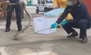 Hải quan Trung Quốc bắt rắn hổ mang chúa dài 4m trong lô hàng nhập khẩu 