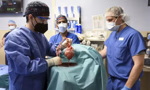 Tim lợn nhiễm virus được sử dụng cấy ghép cho người