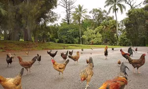 'Thiên đường du lịch' Hawaii biến thành nơi cư trú của hàng nghìn con gà rừng