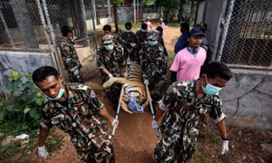 86 con hổ chết sau khi được giải cứu khỏi ngôi chùa ở Thái Lan gây tranh cãi