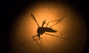 Virus viêm não ngựa hiếm gặp đang lây lan ở vùng đông bắc Mỹ nguy hiểm như thế nào?