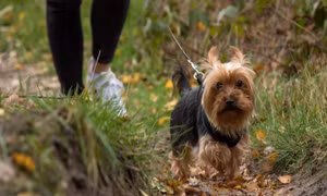 Tranh cãi quy định buộc người dân dắt chó đi dạo 2 lần mỗi ngày tại Đức