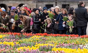 Mùa tulip rực rỡ ở Hà Lan giữa đại dịch COVID-19