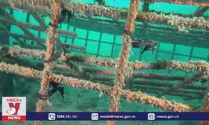 'Khách sạn' cá ngựa dưới biển sâu