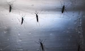 Số ca nhiễm virus Tây sông Nile gia tăng khắp châu Âu