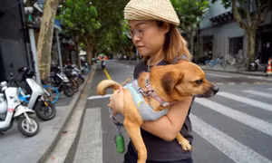 Người Trung Quốc tìm cách bảo vệ thú cưng trước nắng nóng thiêu đốt