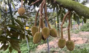 Sầu riêng Trung Quốc trong cuộc đua cạnh tranh với Đông Nam Á