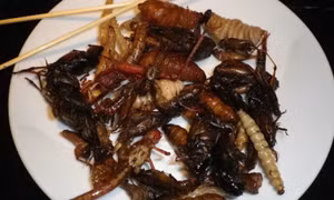 Hãng hàng không Nhật Bản phục vụ đồ ăn chế biến từ côn trùng