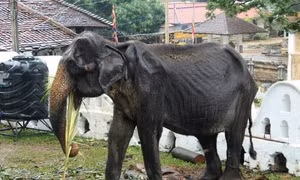 Cụ voi 70 tuổi gầy trơ xương bị bắt đi biểu diễn tại Sri Lanka đã qua đời