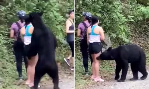 Thót tim gấu đen tiến sát, chồm lên người leo núi đánh hơi