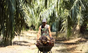 Lý do nhà sản xuất dầu cọ lớn thứ 2 thế giới cân nhắc cấm xuất khẩu dầu cọ sang EU